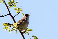 White-browed scrub robin (Agrobate à dos roux) White-browed scrub robin (Agrobate à dos roux)