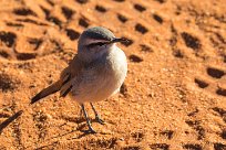 Kalahari Scrub Robin (Agrobate du Kalahari) Kalahari