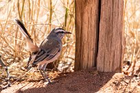 Kalahari Scrub Robin (Agrobate du Kalahari) Kalahari