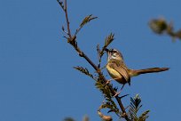 Kalahari Scrub Robin (Agrobate du Kalahari) Kalahari Scrub Robin (Agrobate du Kalahari)