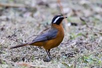 White browed Robin-chat (Cossyphe de Heuglin) White browed Robin-chat (Cossyphe de Heuglin)