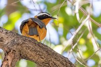 White-browed Robin-Chat (Cossyphe de Heuglin) Chief Island