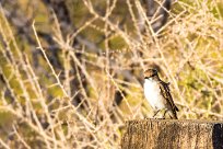 Marico Flycatcher (Gobemouche du Marico) Namib autour de Solitaire