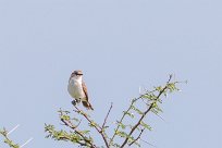 Marico Flycatcher (Gobemouche du Marico) Etosha