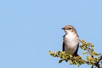 Marico flycatcher (Gobemouche du Marico) Etosha - Namibie