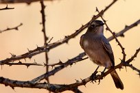 Chat Flycatcher (Gobemouche traquet) Kalahari