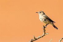 Chat Flycatcher (Gobemouche traquet) Sesriem et Namib