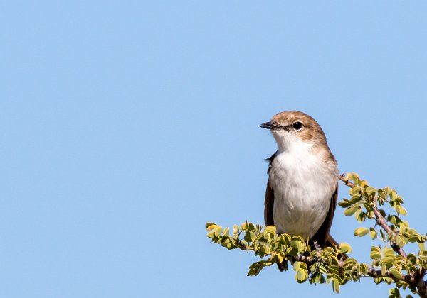 Gobemouche du Marico