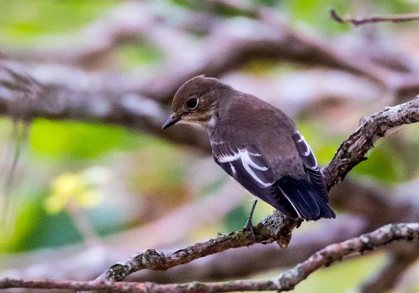 Gobemouche noir