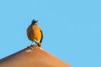 Short-toed Rock Thrush (Monticole à doigts courts) Otjiwarongo - Namibie