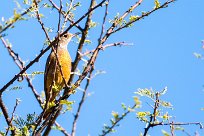 Short-toed rock thrush (Monticole à doigts courts) Waterberg - Namibie