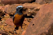 Short-toed rock thrush (Monticole à doigts courts) Etendeka - Damaralnd - Namibie