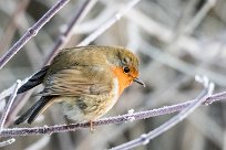 Rouge gorge familier Rouge gorge familier