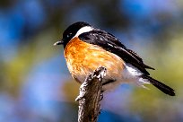 African Stonechat (Tarier africain) African Stonechat (Tarier africain)