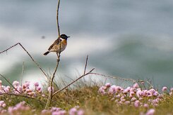 Entre Morbihan et Finistère null