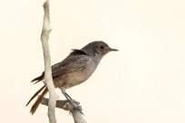 Karoo chat (Traquet du Karroo) Sossusvlei (Namibie)