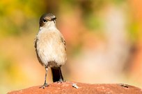 Familiar chat (Traquet familier) Waterberg - Namibie