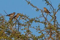 Ant-eating Chat (Traquet fourmilier) Du côté d'Omaruru