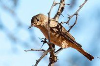 Familiar Chat (Traquet familier) Kalahari