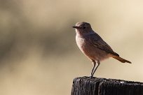 Familiar Chat (Traquet familier) Kalahari