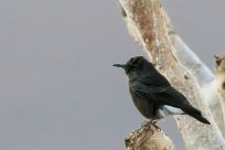 Mountain Wheatear (Traquet montagnard) Fish River Canyon