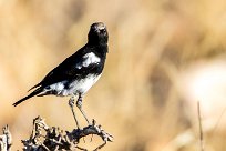 Mountain Wheatear (Traquet montagnard) Namib autour de Solitaire