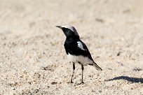 Mountain wheatear (Traquet montagnard) Spitzkopje/Monts Erango - Damaraland - Namibie+