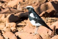 Mountain wheatear (Traquet montagnard) Etendeka - Damaralnd - Namibie