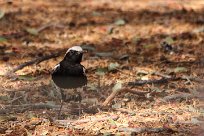 Mountain chat (Traquet montagnard) Sesriem