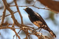 Mountain chat (Traquet montagnard) Sesriem