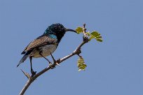 White-bellied Sunbird (Souimanga à ventre blanc) Namibie - Waterberg