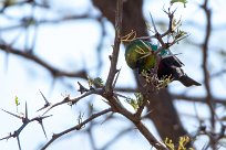 Marico Sunbird (Souimanga de Mariqua) Waterberg - Namibie