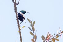 Marico Sunbird (Souimanga de Mariqua) Waterberg - Namibie