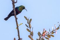 Marico Sunbird (Souimanga de Mariqua) Waterberg - Namibie