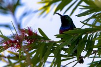 Marico Sunbird (Souimanga de Mariqua) Du côté d'Omaruru