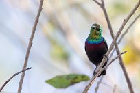 Marico Sunbird (Souimanga de Mariqua) Chief Island