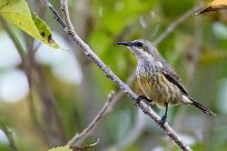 Marico Sunbird (Souimanga de Mariqua) Chief Island