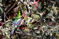 Marico sunbird (Souimanga de Mariqua) Du côté d'Omaruru