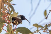 Scarlet-chested Sunbird (Souimanga à poitrine rouge) Sesriem et Namib