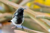 Dusky Sunbird (Souimanga fuligineux) Fish River Canyon