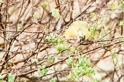 African Golden Oriole-(Loriot doré)_737A4484 null