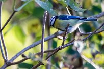 Mésange bleue