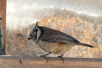 Mésange huppée Mésange huppée