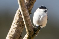 Mésange nonette Mésange nonette