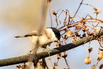 Mésange nonnette Mésange nonnette