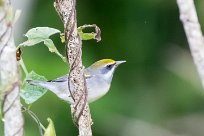 Reinita alidorada (Paruline à ailes dorées) Turrialba - Costa Rica