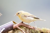 Reinita de Tennessee (Paruline obscure) Chirripo - Costa Rica