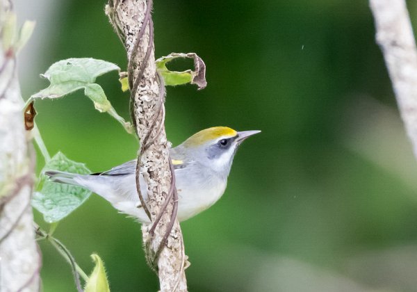 Paruline à ailes dorées