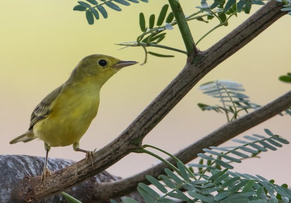 Paruline jaune