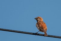 Great sparrow (Grand Moineau) Grootberg